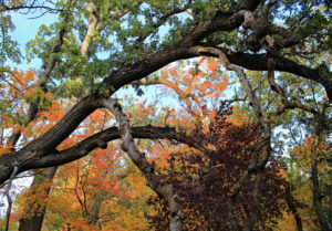 Photography by Carolyn McLeod