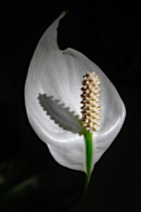 Photography by Carolyn McLeod