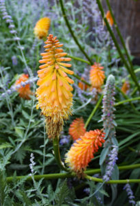Photography by Carolyn McLeod