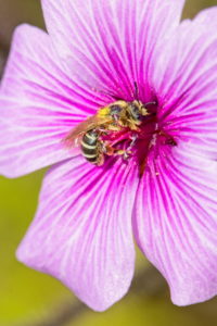 Digital Photography by Coby Walters - Pine Meadow Photography