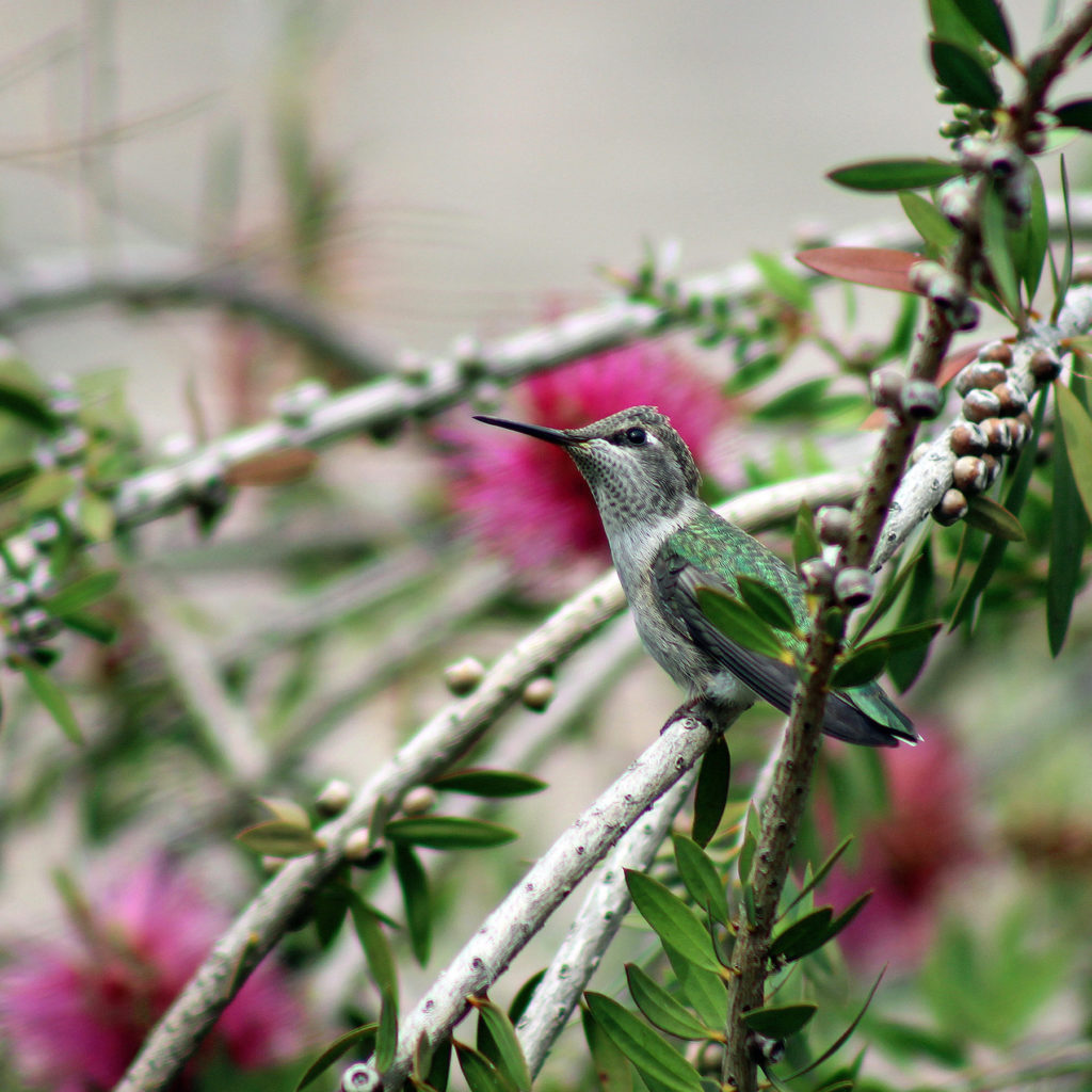 Carolyn McLeod | Photography | Chico ART Festival, May 12 & 13, 2023