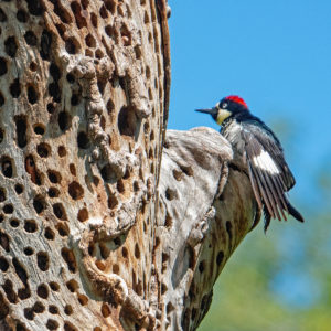 Carolyn McLeod | Photography | Chico ART Festival, May 12 & 13, 2023